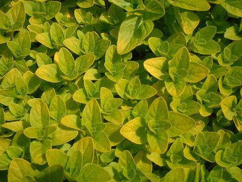 How to make text flow around an image